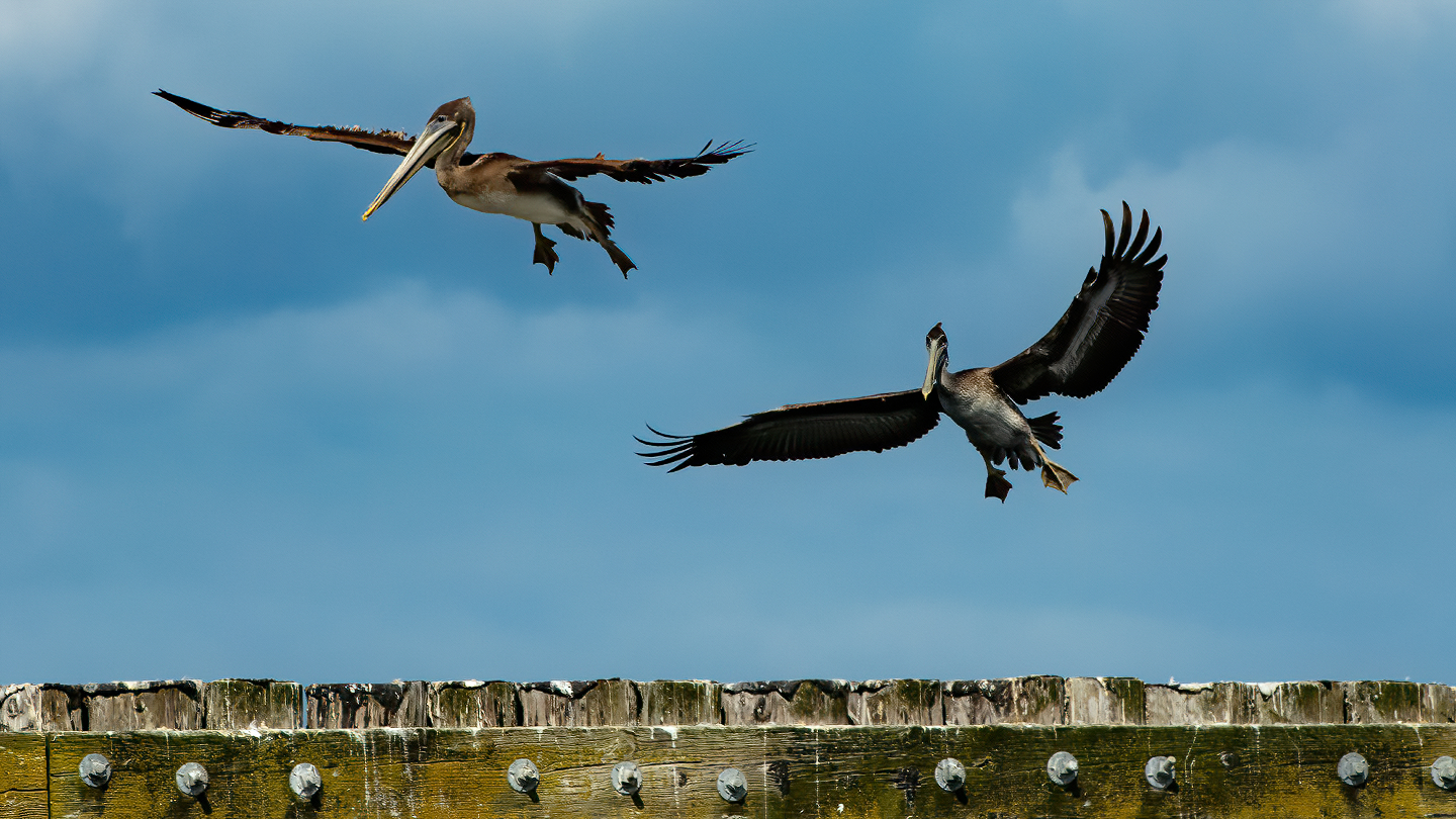 Washington Coast Pelicans 03